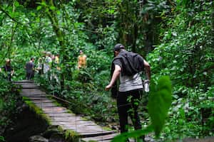 young latin man in the jungle crossing a wooden suspension bridge, ecological hike, environmental conservation in colombia